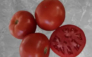 Селебрити F1