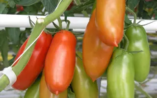 Sentino / Сентіно