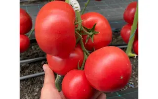 Siberite 915 / Сіберіте 915