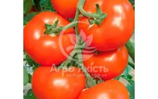 Sylviana / Сільвіана