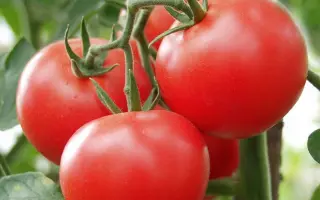 Syta F1 / Сіта F1