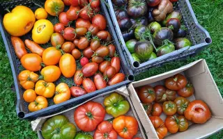 Starboard / Стабот