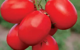 Stella Red / Стелла Ред