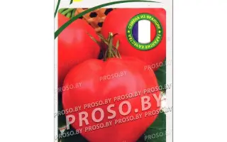 Supernova F1 / Супернова F1