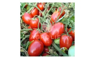 Tasha F1 / Таша F1