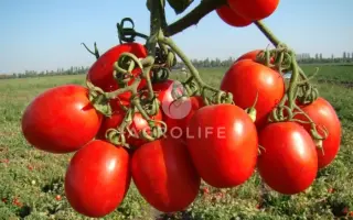 Tenorio F1 / Теноріо F1