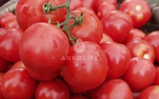 Tasty F1 / Тесті F1