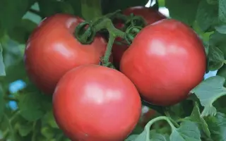 Tyrade pink F1 / Тіраде Пінк F1