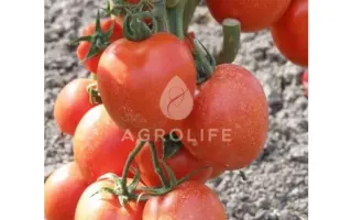 Toyoto F1 / Тойото F1