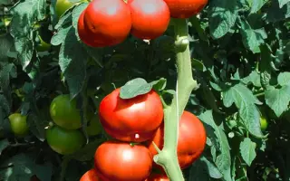 Umagna / Уманья