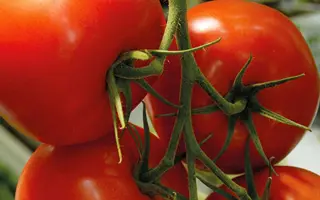 Fizuma / Фізума