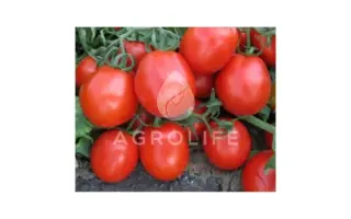 Fortix F1 / Фортікс F1