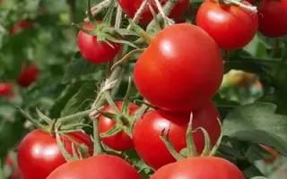 Harmor / Хармор