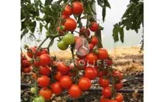 Ceraso F1 / Церасо F1