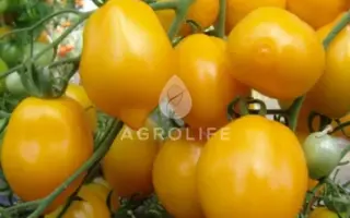 Citrina / Цітріна