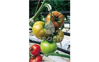 Charleston F1 / Чарльстон F1