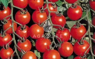 Cherry Blossom / Черрі Блосем