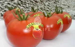 Shanon F1 / Шенон F1