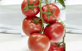 EZANZO / ЕЗАНЗО