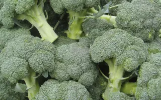 Agassi F1 / Агассі F1