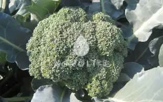 Ironman F1 / Айронман F1