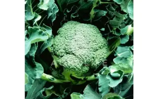 Apolena / Аполена