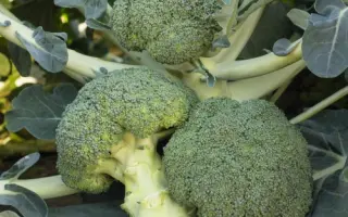 Batavia F1 / Батавія F1