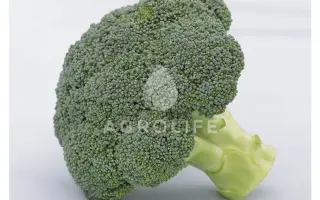 BATORY / БАТОРІ