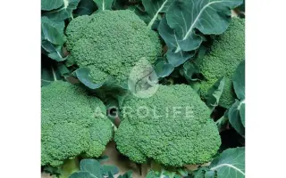 Belstar F1 / Белстар F1