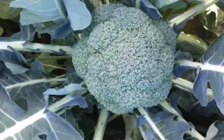 BABILON / Вавілон