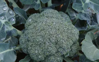 GONGGA / ГОНГГА