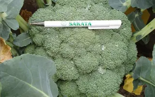 Green Magic / Грін Меджік