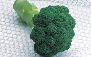 Quinta F1 / Квінта F1