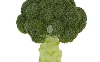 MCLAREN / МАКЛАРЕН