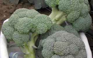 Monaco F1 / Монако F1