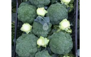 Naxos / Нексос