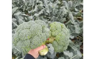 Parthenon / Партенон