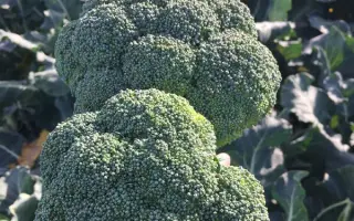 STIRLING / СТІРЛІНГ