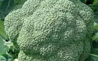 Stromboli / Стромболі