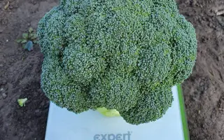 Triton / Тритон