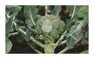 Bay Meadows Cemes F1 / Бей Мідовс Семес F1