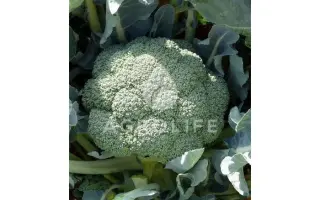 Beaumont F1 / Бомонт F1