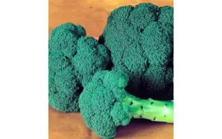 Milady F1 / Миледи F1