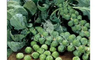 Abacus F1 / Абакус F1