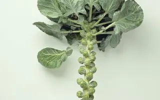 Brilliant / Брілліант