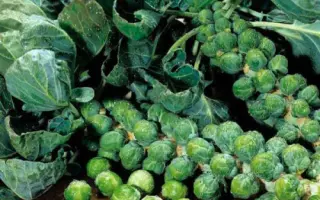 PROFITUS / ПРОФІТУС