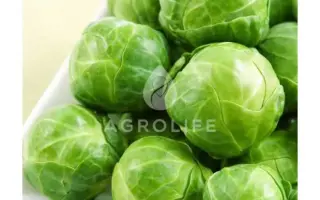 Franklin F1 / Франклін F1