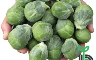 Diablo F1 / Діабло F1