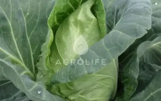 Philemon F1 / Філімон F1