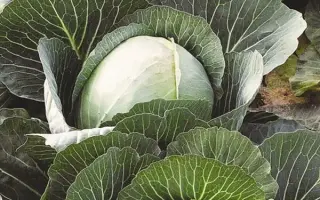 Avak F1 / Авак F1